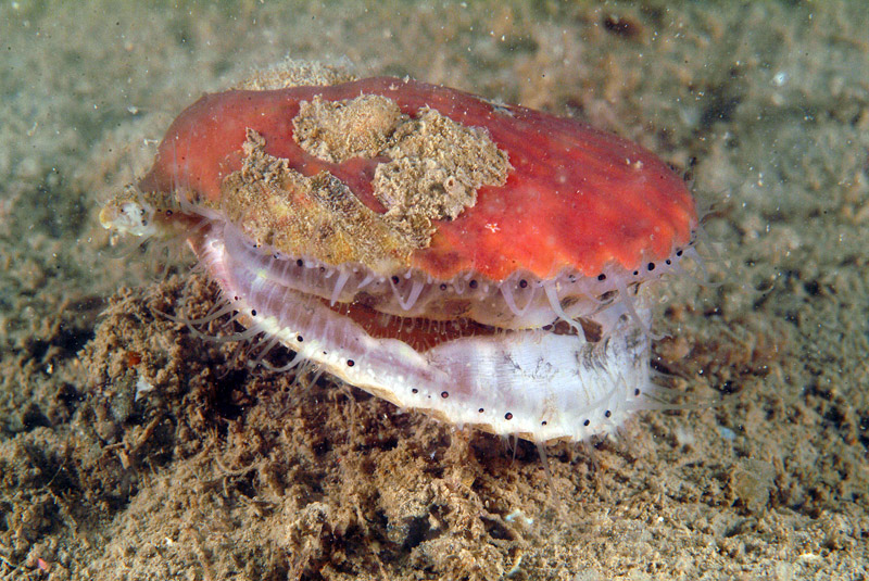 Aequipecten opercularis: bivalve dai 1000 occhi